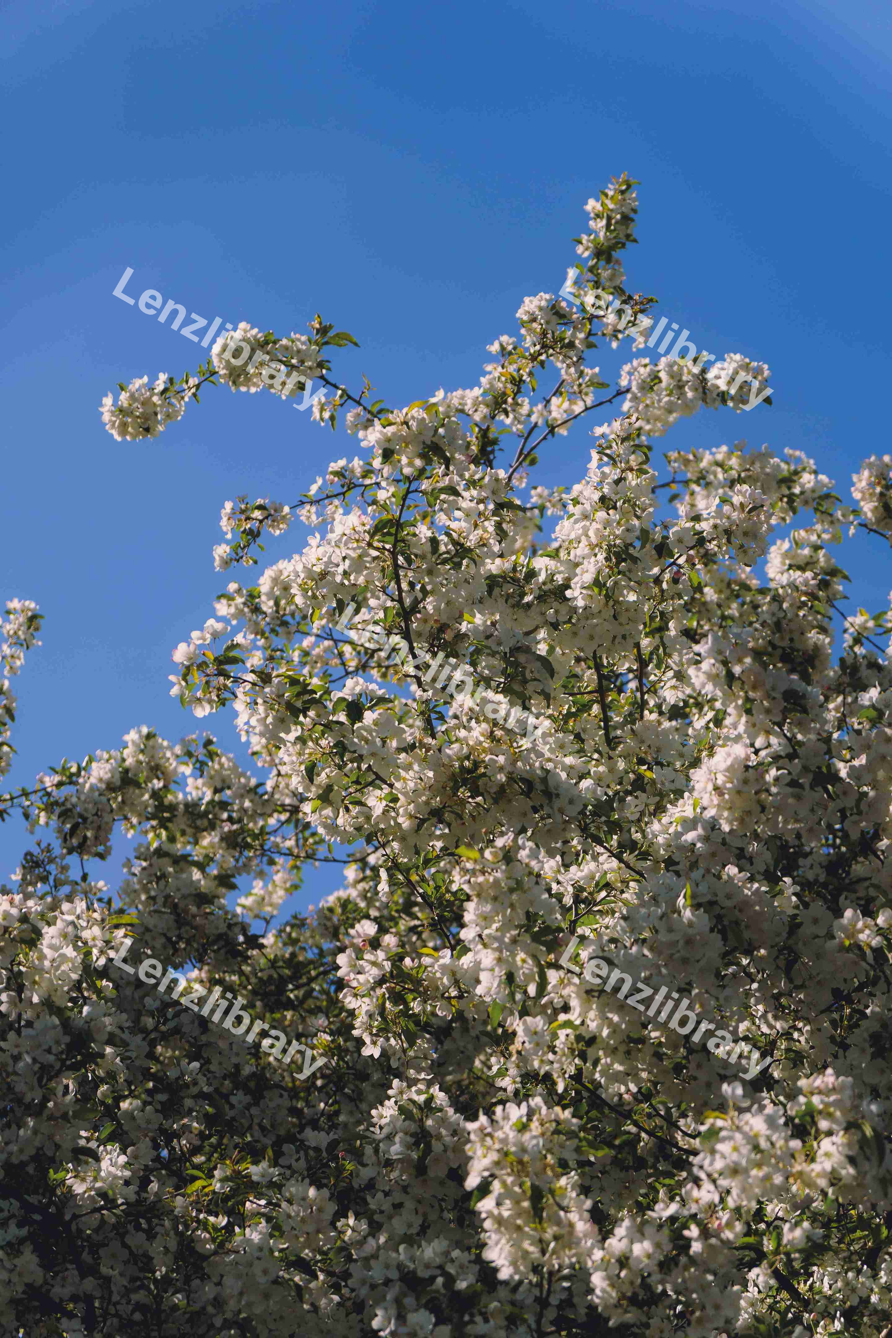 Cherry Blossom Tree
